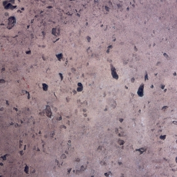 Coquina, Coral, Black